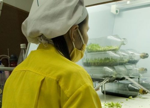 A woman working in a laboratory in a orchid farm