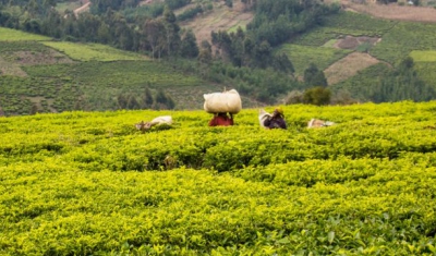 Tea plantations in Tanzania