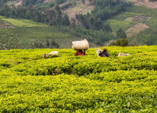 Tea plantations in Tanzania