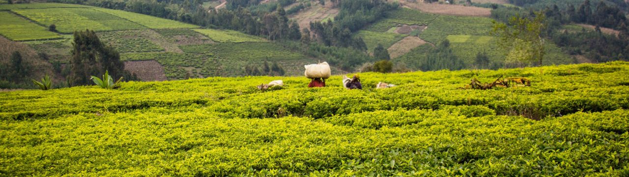 Tea plantations in Tanzania