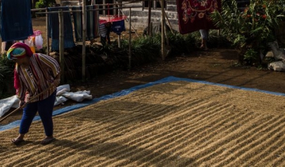 A woman drying paddy in front of her house in Tri Budi Syukur village, West Lampung regency, Lampung province, Indonesia on November 05, 2017.