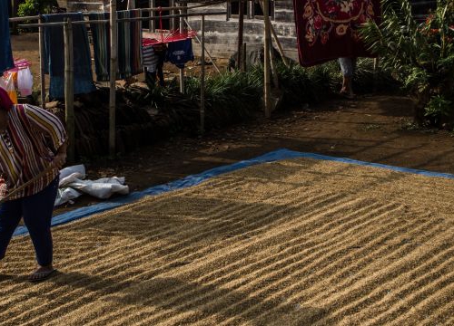 A woman drying paddy in front of her house in Tri Budi Syukur village, West Lampung regency, Lampung province, Indonesia on November 05, 2017.