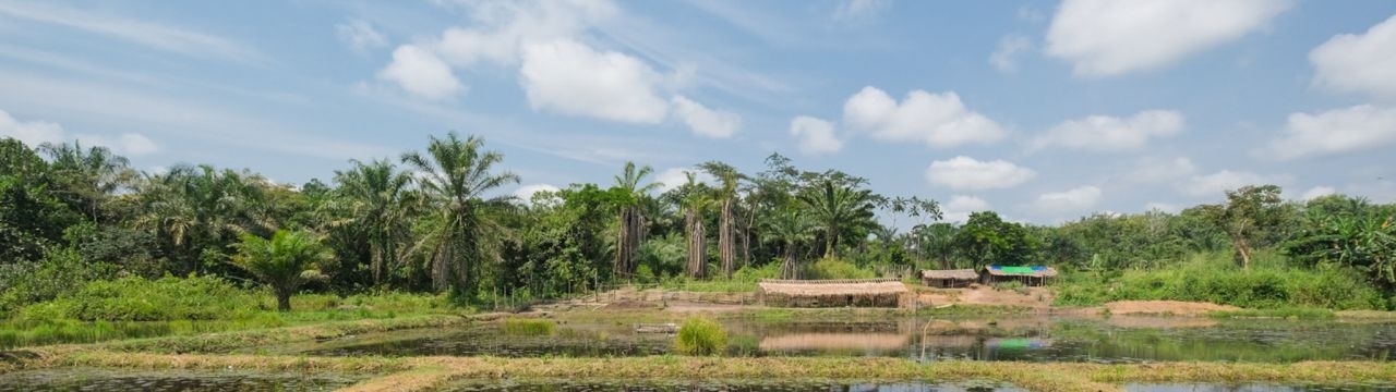 Pisciculture in Bengamis, Democratic Republic of the Congo