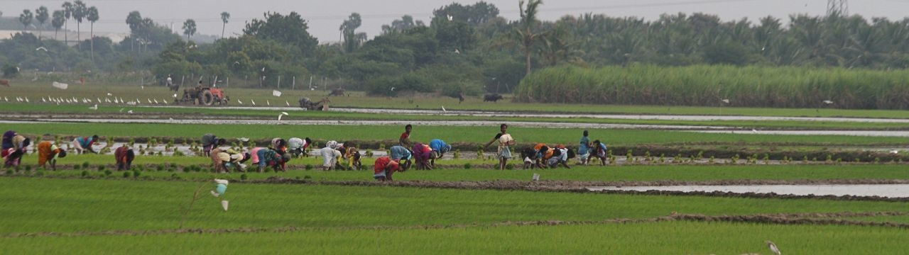 Rice farmers in India