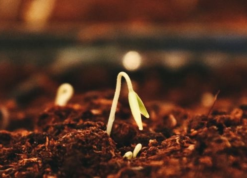 Germinating seed