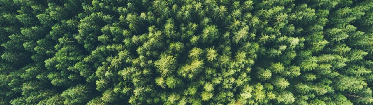 Aerial view of a forest