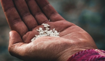 A hand holding seeds