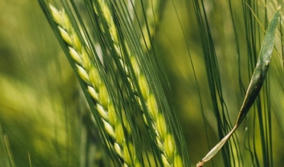 Wheat field