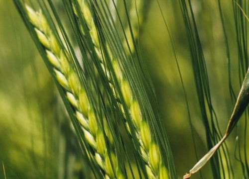 Wheat field