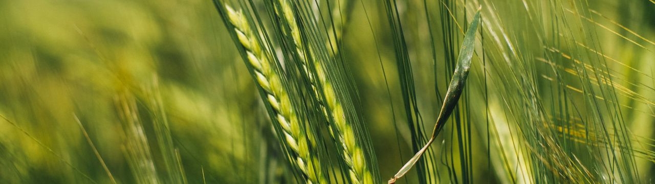 Wheat field