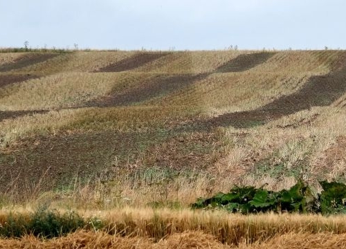Denmark, Lolland landscape with tractor