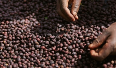 African workers are picking out fresh coffee beans at washing station