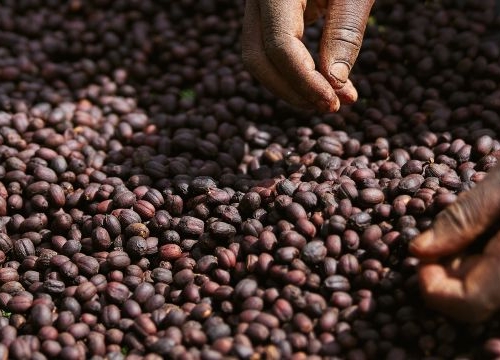 African workers are picking out fresh coffee beans at washing station