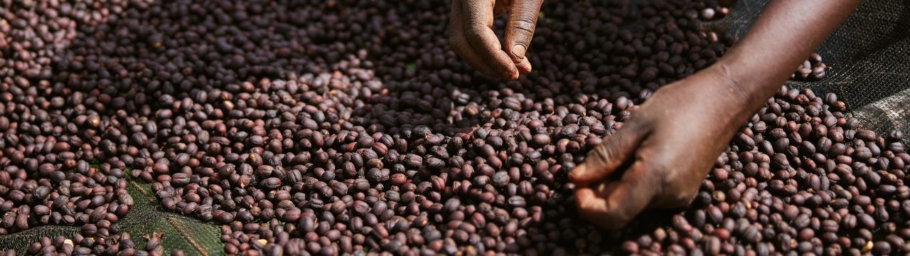 African workers are picking out fresh coffee beans at washing station