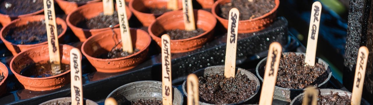 Wooden lollypop sticks are used to label vegetable seeds in a greenhouse.