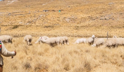 Indigenous peasant woman grazing alpacas and camelids in the heights of the sierra de peru in the andes mountain range