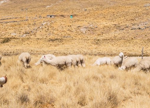 Indigenous peasant woman grazing alpacas and camelids in the heights of the sierra de peru in the andes mountain range