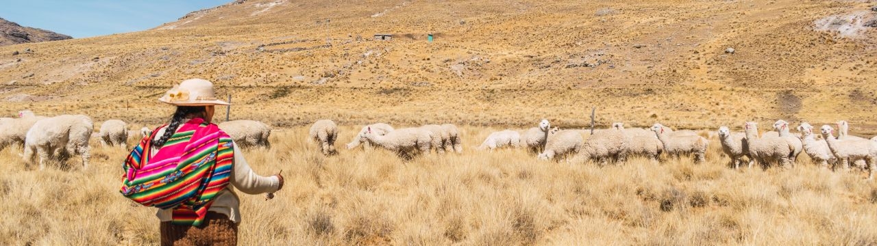 Indigenous peasant woman grazing alpacas and camelids in the heights of the sierra de peru in the andes mountain range