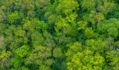Fresh green trees from above
