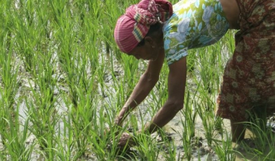 Bangladesh, Southern Bangladesh, Chittagong Hill Tracts. Simapru used the ICRC grant to plant a rice field with her family. 