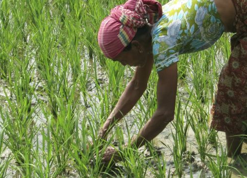 Bangladesh, Southern Bangladesh, Chittagong Hill Tracts. Simapru used the ICRC grant to plant a rice field with her family. 