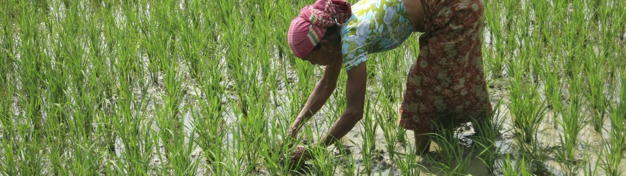 Bangladesh, Southern Bangladesh, Chittagong Hill Tracts. Simapru used the ICRC grant to plant a rice field with her family. 