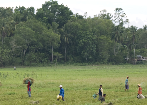 Philippines, Mindanoa Island, Datu Odin Sinsuat Municipality. Rice fields. Many displaced persons work as daily labourers in rice fields or in coconut plantation to earn some money. 