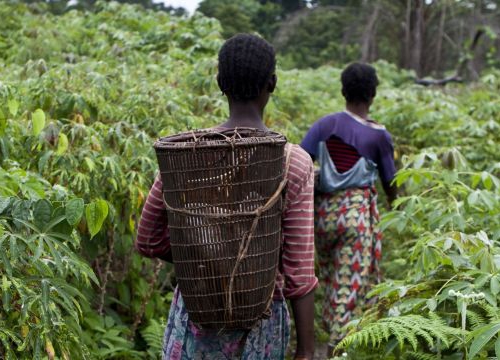 Democratic Republic of the Congo, Equateur province, Monzaya. Women from the village of Monzaya crossing cassava fields on their way to fish in ponds that have been the source of armed violence in 2009 between the villages of Enyele and Monzaya.