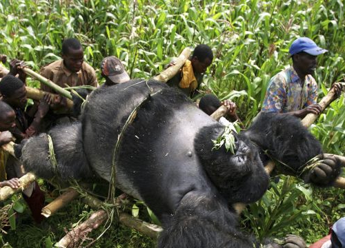 Conservation Rangers from an Anti-Poaching unit work with locals to evacuate the bodies of four Mountain Gorrillas killed in mysterious circumstances in the park, July 24, 2007, Virunga National Park, Eastern Congo. 