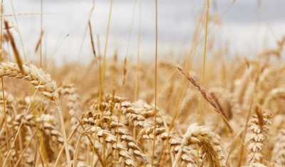 Wheat field