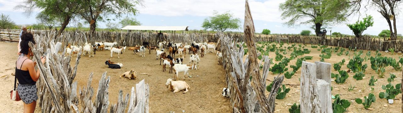 Right to Food Field Work in Brazil