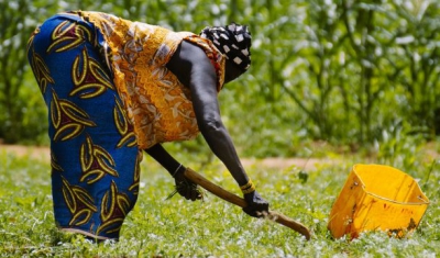 Market gardening activities around Lake Bam in Burkina Faso. 