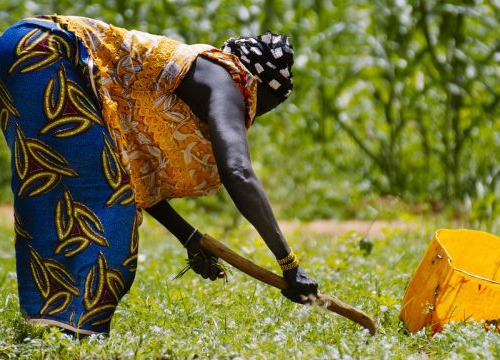 Market gardening activities around Lake Bam in Burkina Faso. 