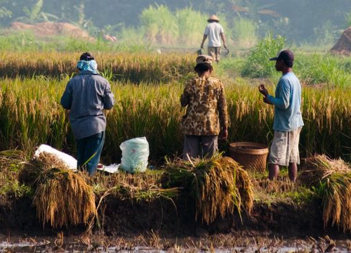 Peasants work in a rice field in Gunung Kidul, Yogyakarta, Indonesia.