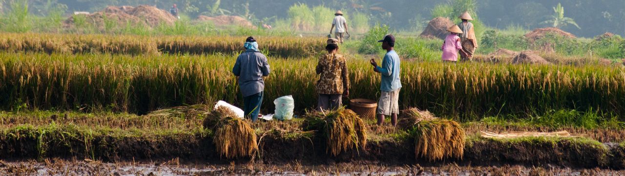 Peasants work in a rice field in Gunung Kidul, Yogyakarta, Indonesia.