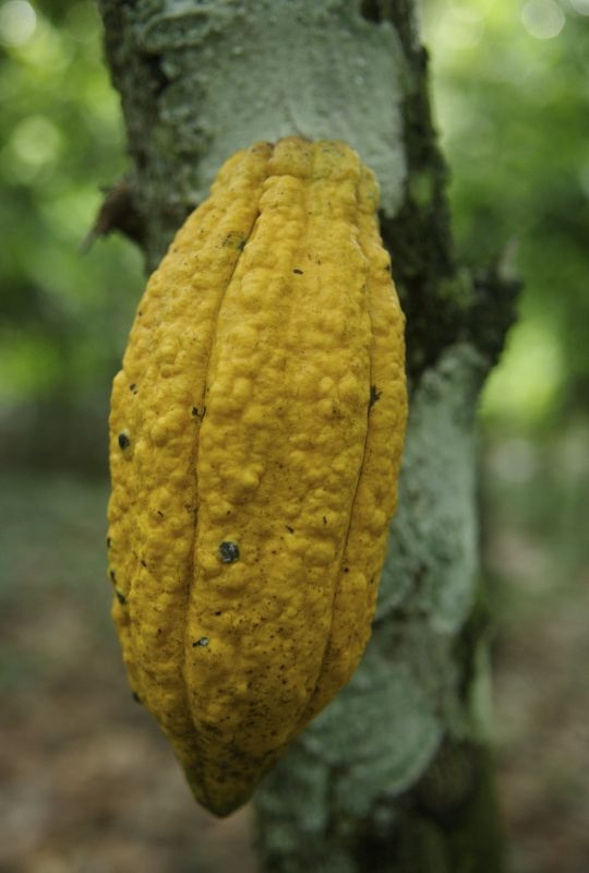 A cocoa farmer shows his cocoa farm in the village of Adwenpaye, between Takoradi and Kumasi, Ghana