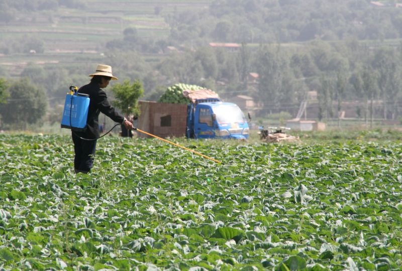 Female farmer spreads pesticide to her crops.