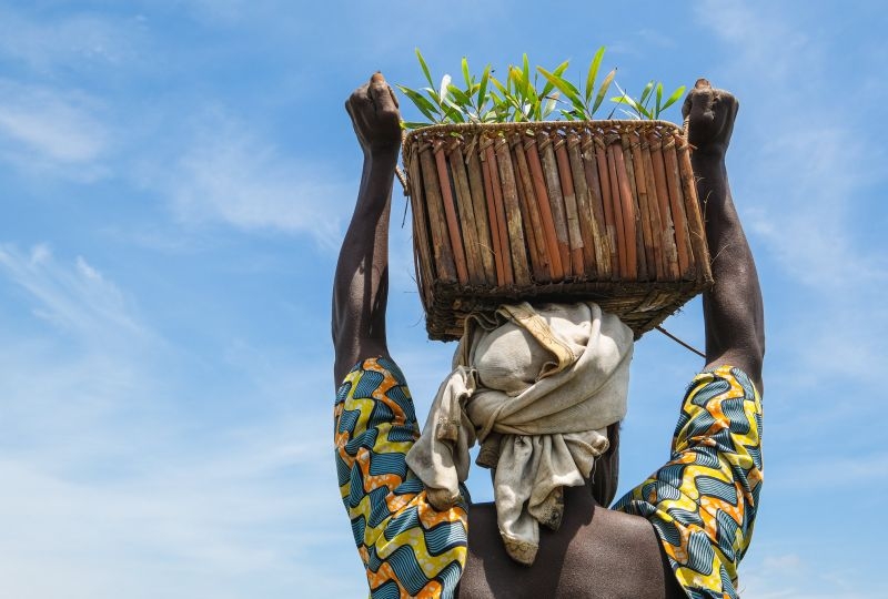 April 2021 acacia plantation near the village of Moussa, Yangambi - DRC.