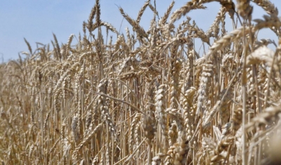 Corn Harvest