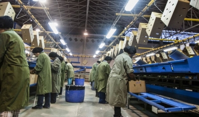 Peru, Fruit processing plant in Chincha, south of Lima. 