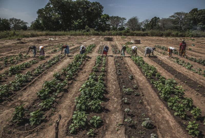 Senegal, Casamance, Bignona department, Djibidione municipality, Diaboudior Frontière. ICRC market garden programme. Women are taking care of african eggplants. 