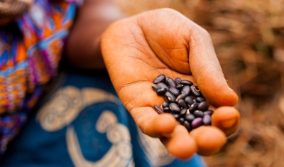 A woman's hand holding seeds