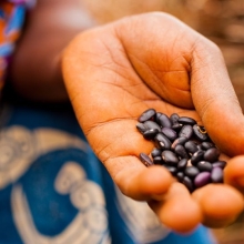 A woman's hand holding seeds