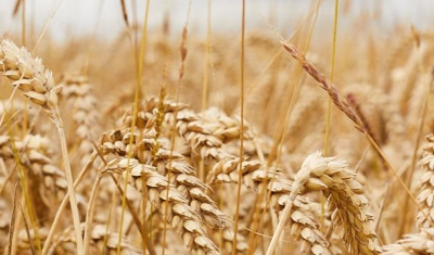 Wheat field